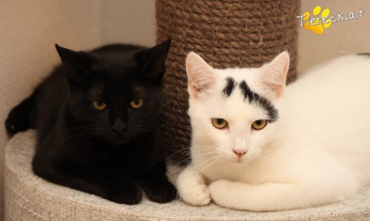 Katze Yuki (Foto by Tiereck.at - Lavanttaler Tierhilfe)