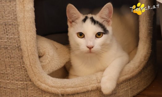 Katze Yuki (Foto by Tiereck.at - Lavanttaler Tierhilfe)