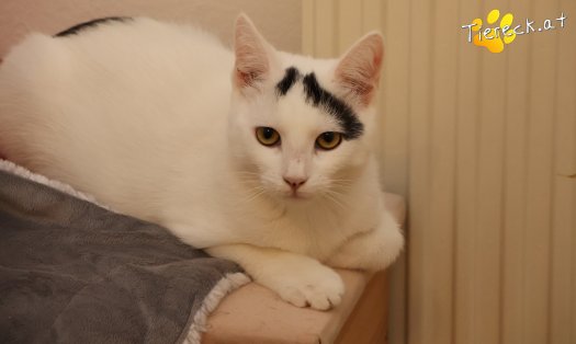 Katze Yuki (Foto by Tiereck.at - Lavanttaler Tierhilfe)