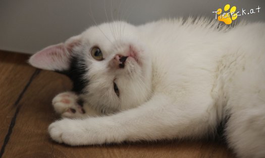 Katze Sunny (Foto by Tiereck.at - Lavanttaler Tierhilfe)