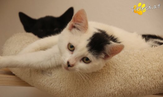 Katze Sunny (Foto by Tiereck.at - Lavanttaler Tierhilfe)