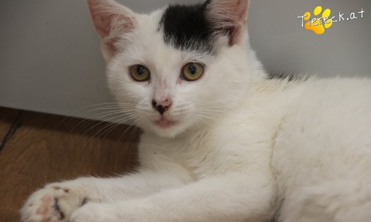 Katze Sunny (Foto by Tiereck.at - Lavanttaler Tierhilfe)