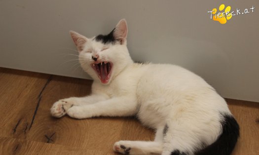 Katze Sunny (Foto by Tiereck.at - Lavanttaler Tierhilfe)