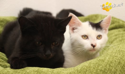 Katze Sunny (Foto by Tiereck.at - Lavanttaler Tierhilfe)