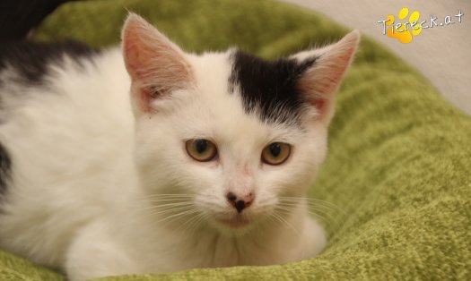 Katze Sunny (Foto by Tiereck.at - Lavanttaler Tierhilfe)