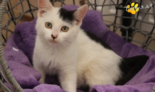 Katze Sunny (Foto by Tiereck.at - Lavanttaler Tierhilfe)