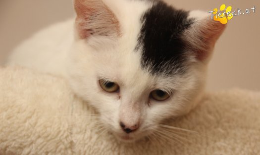 Katze Sunny (Foto by Tiereck.at - Lavanttaler Tierhilfe)