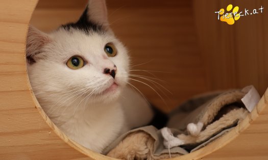 Katze Sunny (Foto by Tiereck.at - Lavanttaler Tierhilfe)