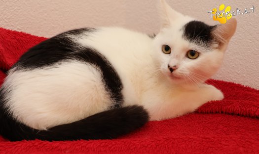 Katze Sunny (Foto by Tiereck.at - Lavanttaler Tierhilfe)