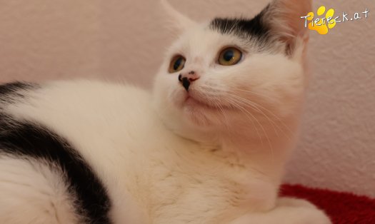 Katze Sunny (Foto by Tiereck.at - Lavanttaler Tierhilfe)