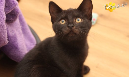 Katze Bernhard (Foto by Tiereck.at - Lavanttaler Tierhilfe)