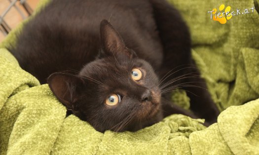 Katze Bernhard (Foto by Tiereck.at - Lavanttaler Tierhilfe)