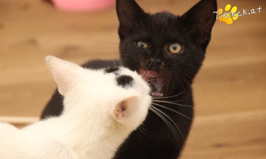 Katze Bernhard (Foto by Tiereck.at - Lavanttaler Tierhilfe)
