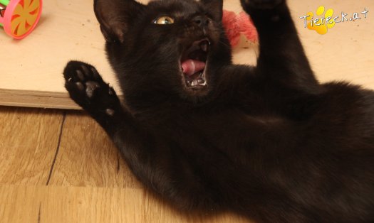 Katze Bernhard (Foto by Tiereck.at - Lavanttaler Tierhilfe)