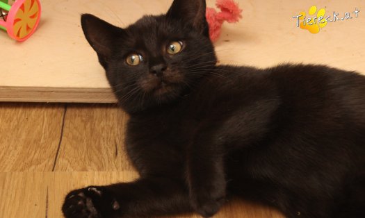 Katze Bernhard (Foto by Tiereck.at - Lavanttaler Tierhilfe)