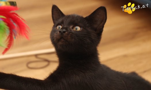 Katze Bernhard (Foto by Tiereck.at - Lavanttaler Tierhilfe)