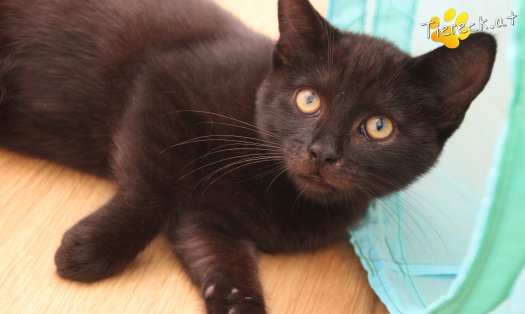 Katze Bernhard (Foto by Tiereck.at - Lavanttaler Tierhilfe)