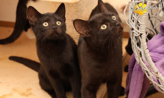 Katze Bernhard (Foto by Tiereck.at - Lavanttaler Tierhilfe)