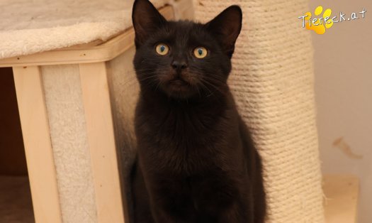 Katze Bernhard (Foto by Tiereck.at - Lavanttaler Tierhilfe)