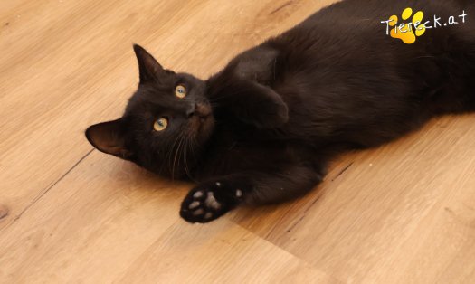 Katze Bernhard (Foto by Tiereck.at - Lavanttaler Tierhilfe)