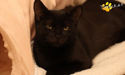 Katze Bernhard (Foto by Tiereck.at - Lavanttaler Tierhilfe)