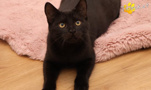 Katze Bernhard (Foto by Tiereck.at - Lavanttaler Tierhilfe)