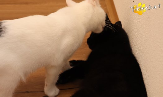 Katze Bernhard (Foto by Tiereck.at - Lavanttaler Tierhilfe)