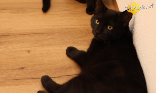 Katze Bernhard (Foto by Tiereck.at - Lavanttaler Tierhilfe)