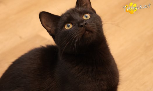 Katze Bernhard (Foto by Tiereck.at - Lavanttaler Tierhilfe)