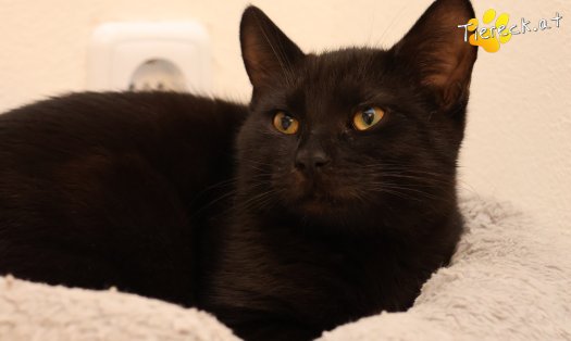 Katze Bernhard (Foto by Tiereck.at - Lavanttaler Tierhilfe)