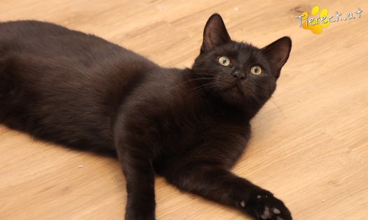 Katze Bernhard (Foto by Tiereck.at - Lavanttaler Tierhilfe)