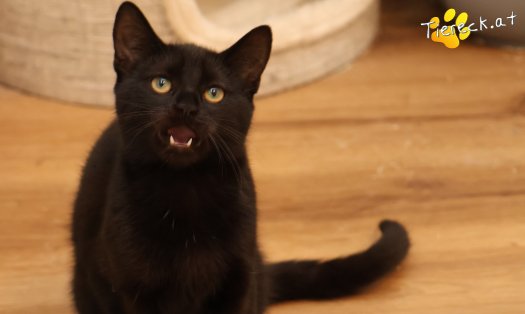 Katze Bernhard (Foto by Tiereck.at - Lavanttaler Tierhilfe)