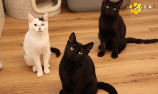 Katze Bernhard (Foto by Tiereck.at - Lavanttaler Tierhilfe)