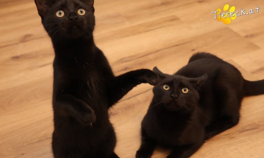 Katze Bernhard (Foto by Tiereck.at - Lavanttaler Tierhilfe)