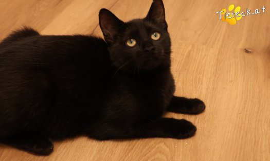 Katze Bernhard (Foto by Tiereck.at - Lavanttaler Tierhilfe)