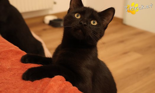 Katze Bernhard (Foto by Tiereck.at - Lavanttaler Tierhilfe)