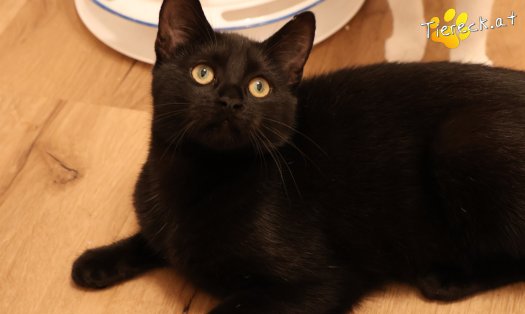 Katze Bernhard (Foto by Tiereck.at - Lavanttaler Tierhilfe)