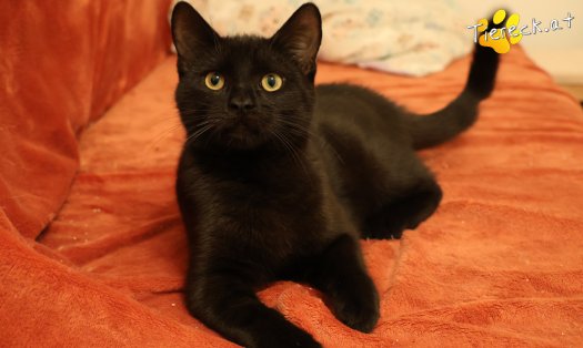 Katze Bernhard (Foto by Tiereck.at - Lavanttaler Tierhilfe)