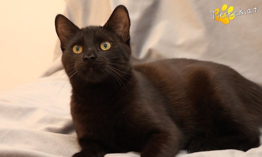 Katze Bernhard (Foto by Tiereck.at - Lavanttaler Tierhilfe)