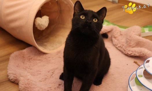 Katze Bernhard (Foto by Tiereck.at - Lavanttaler Tierhilfe)