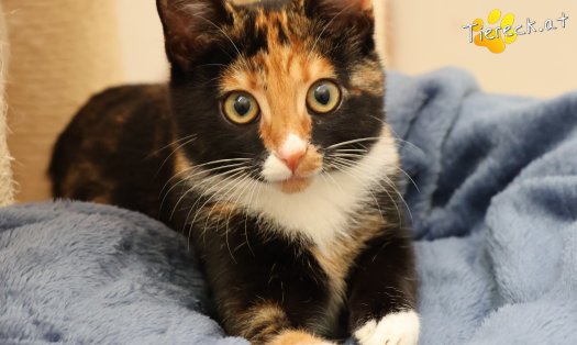 Katze Sweety (Foto by Tiereck.at - Lavanttaler Tierhilfe)