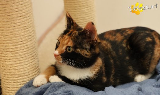 Katze Sweety (Foto by Tiereck.at - Lavanttaler Tierhilfe)