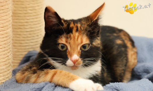Katze Sweety (Foto by Tiereck.at - Lavanttaler Tierhilfe)