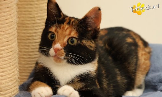 Katze Sweety (Foto by Tiereck.at - Lavanttaler Tierhilfe)