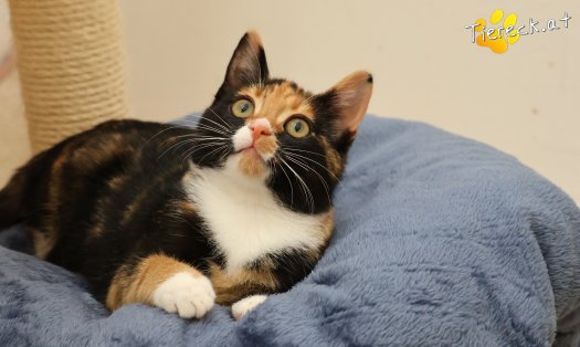 Katze Sweety (Foto by Tiereck.at - Lavanttaler Tierhilfe)