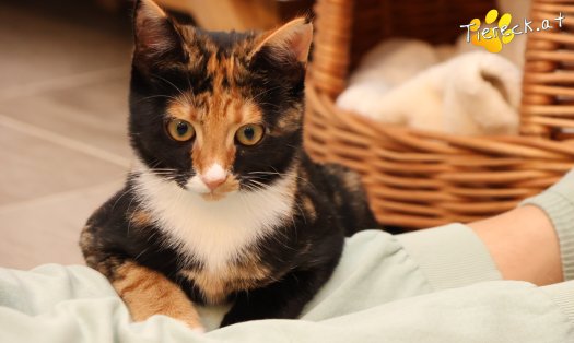 Katze Sweety (Foto by Tiereck.at - Lavanttaler Tierhilfe)