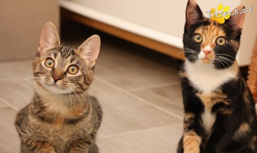 Katze Sweety (Foto by Tiereck.at - Lavanttaler Tierhilfe)