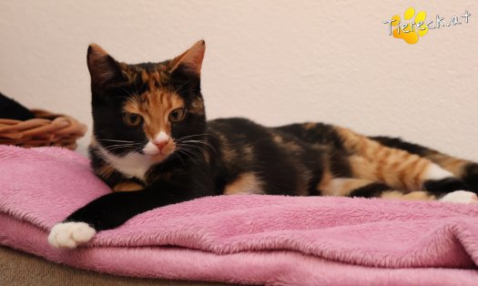 Katze Sweety (Foto by Tiereck.at - Lavanttaler Tierhilfe)