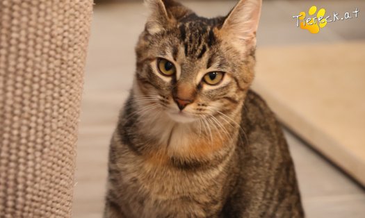 Katze Sweety (Foto by Tiereck.at - Lavanttaler Tierhilfe)