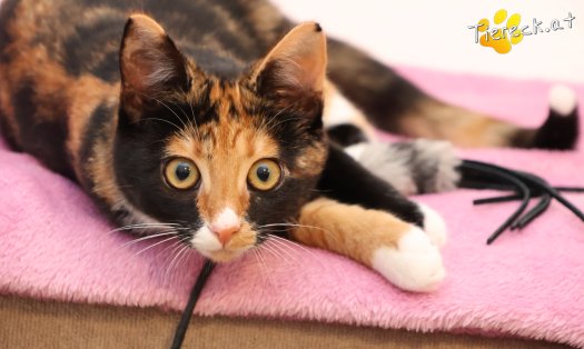 Katze Sweety (Foto by Tiereck.at - Lavanttaler Tierhilfe)